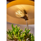 Shelly 3800235262092, LED-lampe 