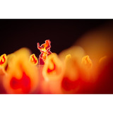 Pegasus Living Forest Duell, Brætspil 