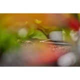 GARDENA Micro-Drip-System L-stykke 4,6mm (3/16"), Forbindelse mørk grå