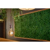 Shelly Vintage G125, LED-lampe 