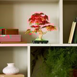 LEGO Botanicals Bonsaitræ: Japansk løn, Bygge legetøj Byggesæt, 18 År, Plast, 474 stk, 665 g