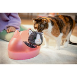 ZAPF Creation My Cat Cookie with Box, Dukke tilbehør BABY born My Cat Cookie with Box, Dukkekæledyr, 3 År, Batterier påkrævet