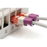 Digitus Farveclips til patchkabler - Magenta, Låg Magenta