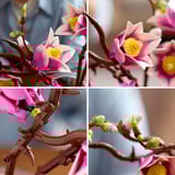 LEGO Botanicals Magnoliagrene, Bygge legetøj Detail